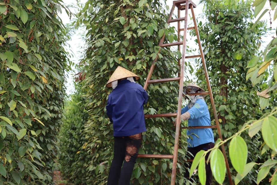 Giá tiêu hôm nay 4/2/2025: Tăng mạnh ngày đầu sau Tết