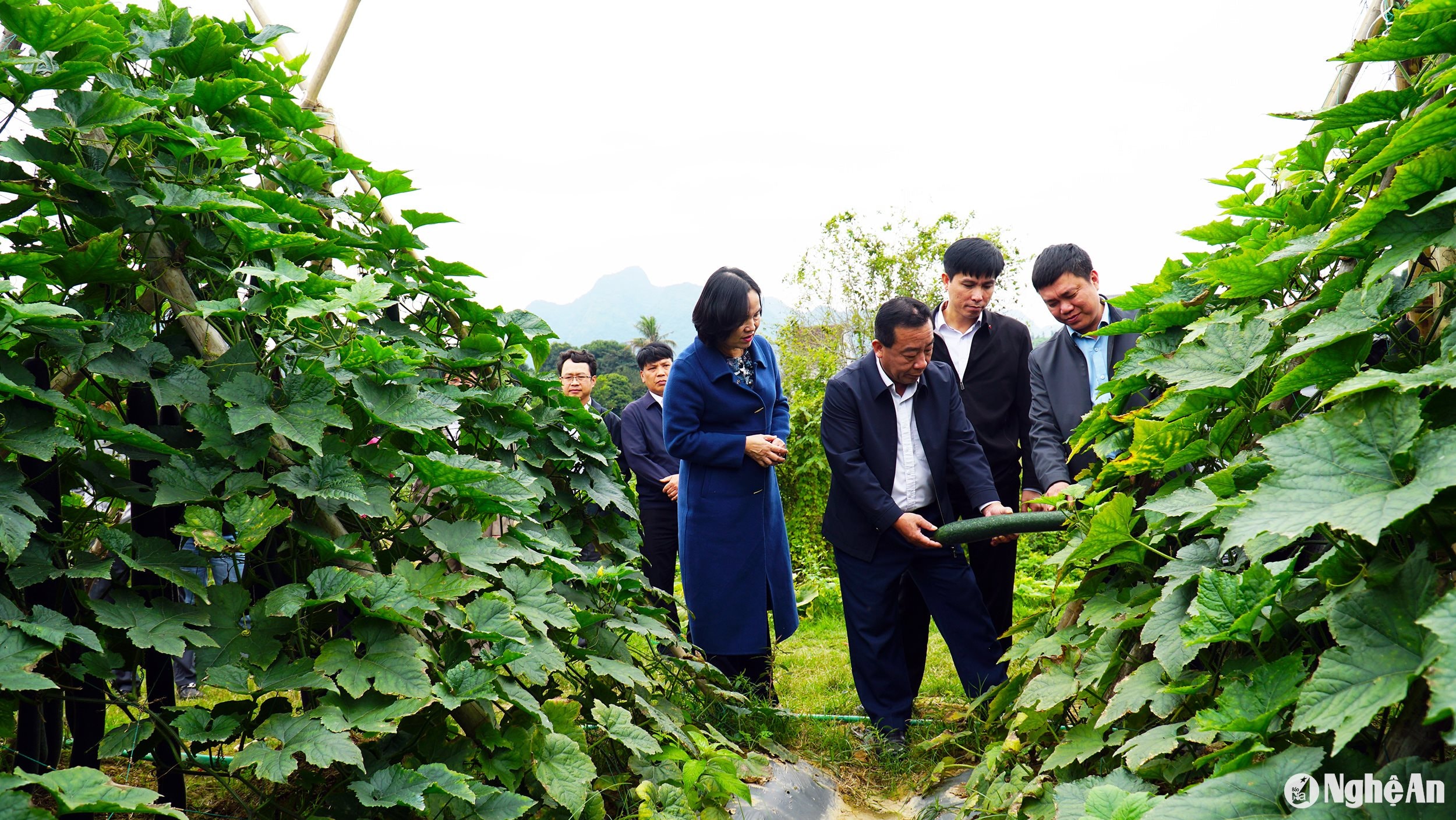  Kiểm tra mô hình sản xuất bí xanh trên đất bãi. Ảnh- Phú Hương