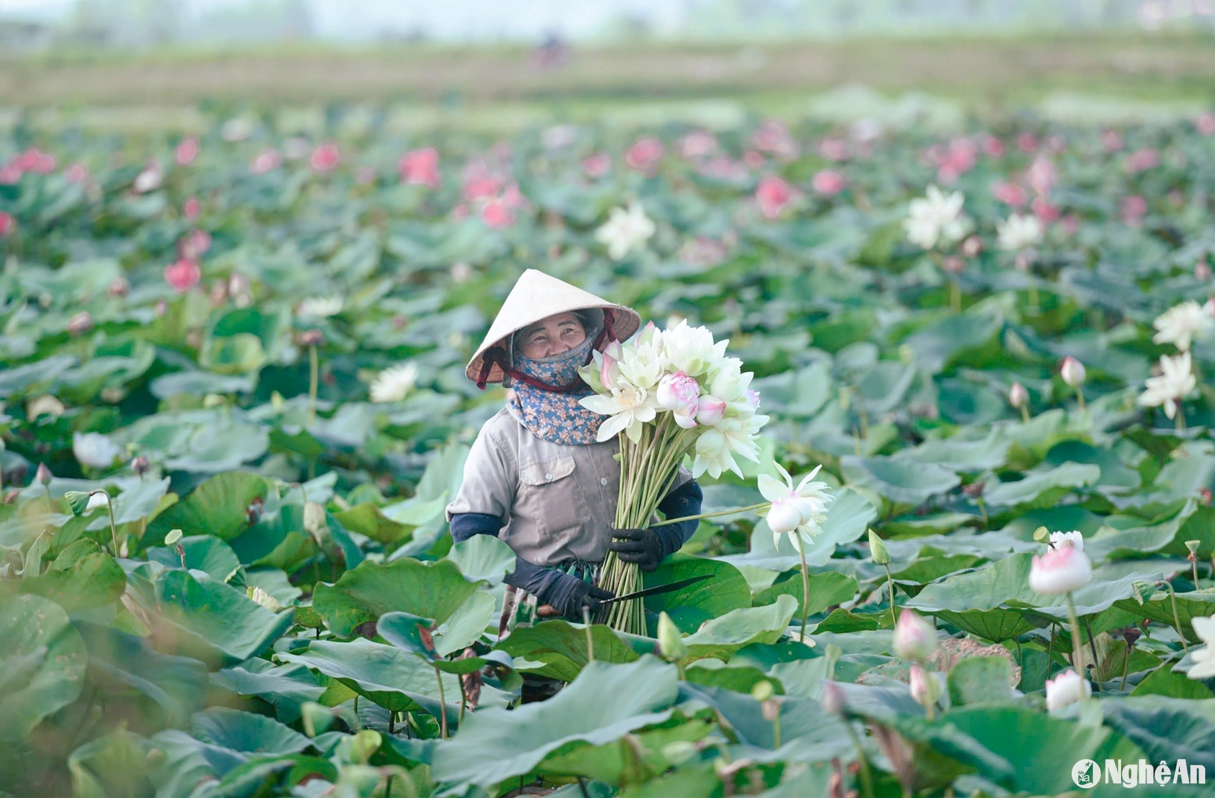 Huyện Nam Đàn đang tiếp tục tăng diện tích trồng sen, vừa tạo cảnh quan nông thôn đẹp, vừa tạo vùng nguyên liệu cho các sản phẩm OCOP từ sen. Ảnh: CSCC