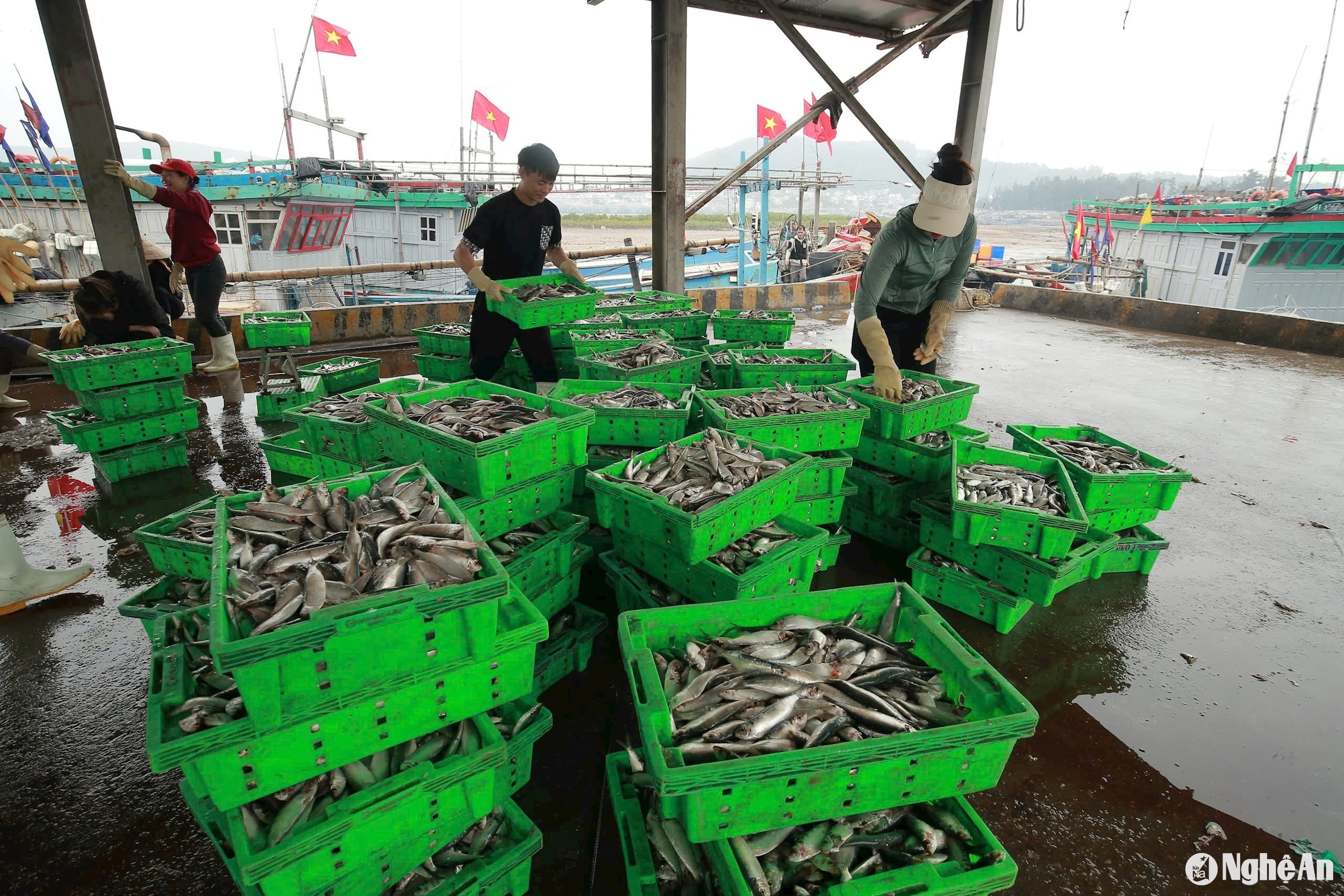 Tháng Giêng là thời điểm đánh bắt chính vụ cá trích. Tàu thuyền đánh bắt gần bờ, cập bến chỉ sau vài tiếng ra khơi, những mẻ cá tươi ngon nhất, con to nhất được thương lái thu mua đưa về đây sơ chế, nướng để phục vụ du khách. Ảnh: T.P