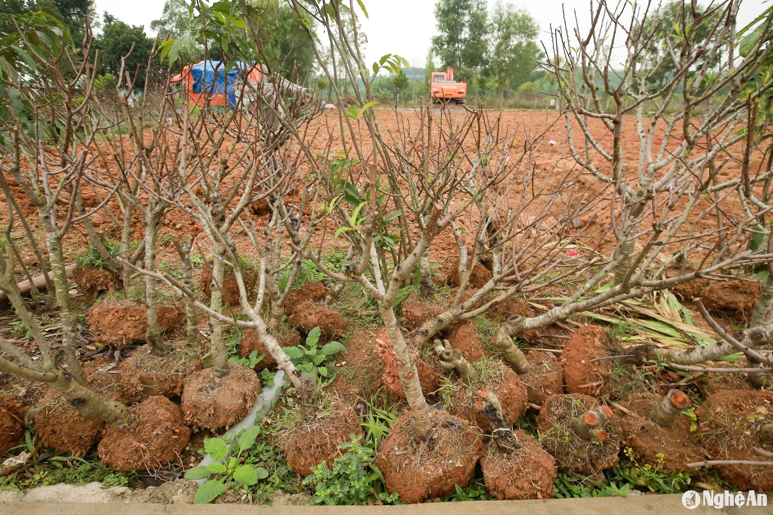 làm mới