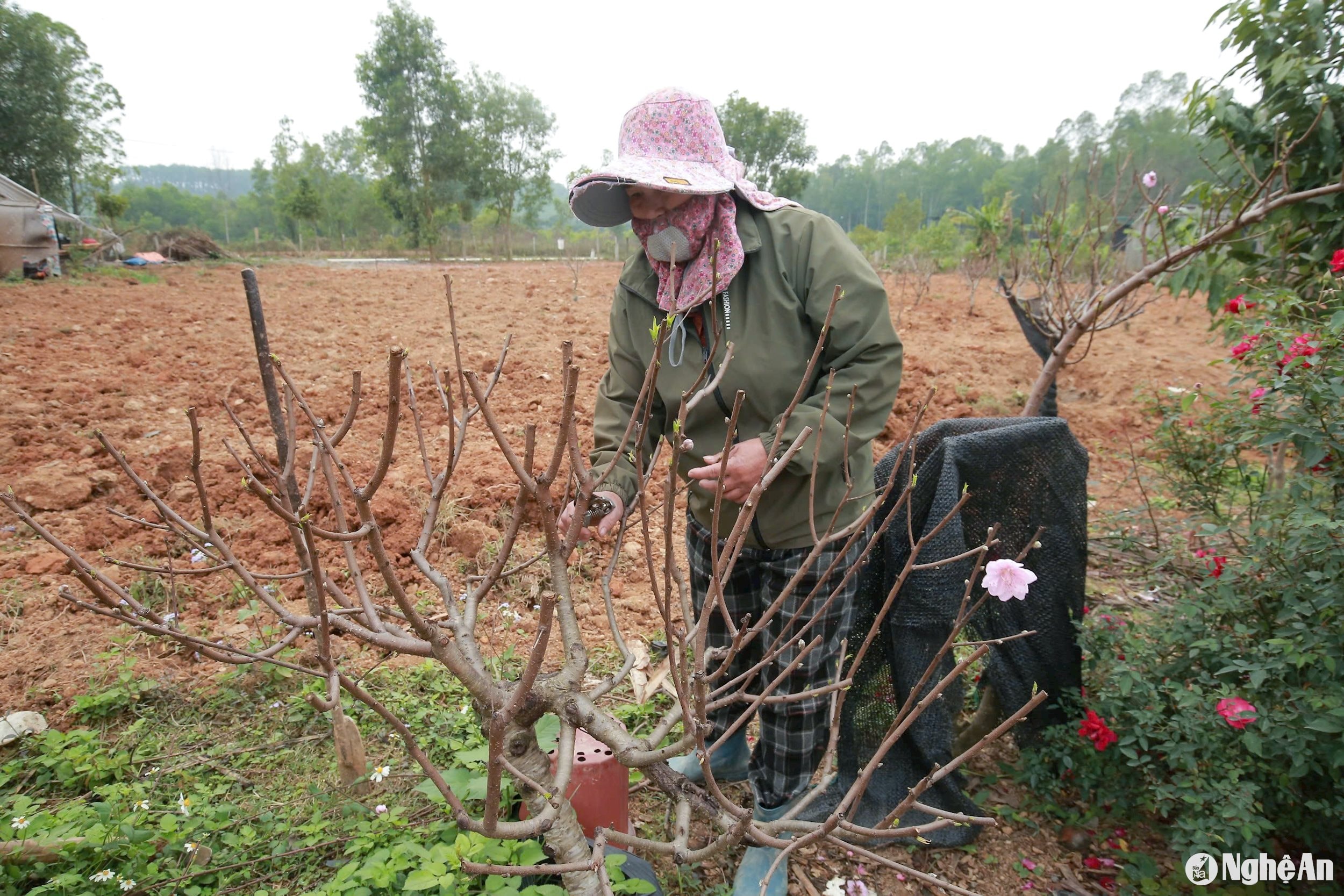 tỉa hoa