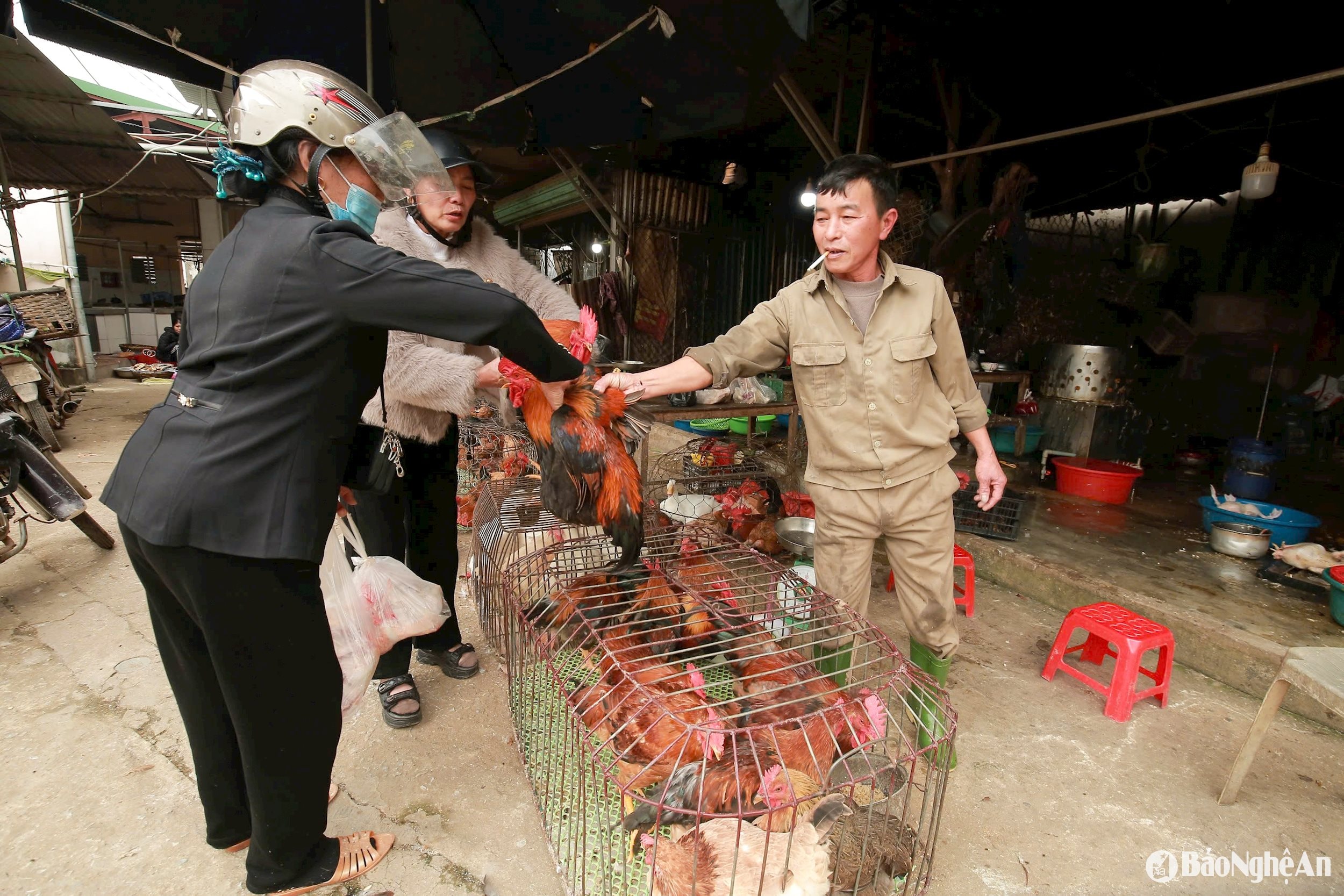 gà trống