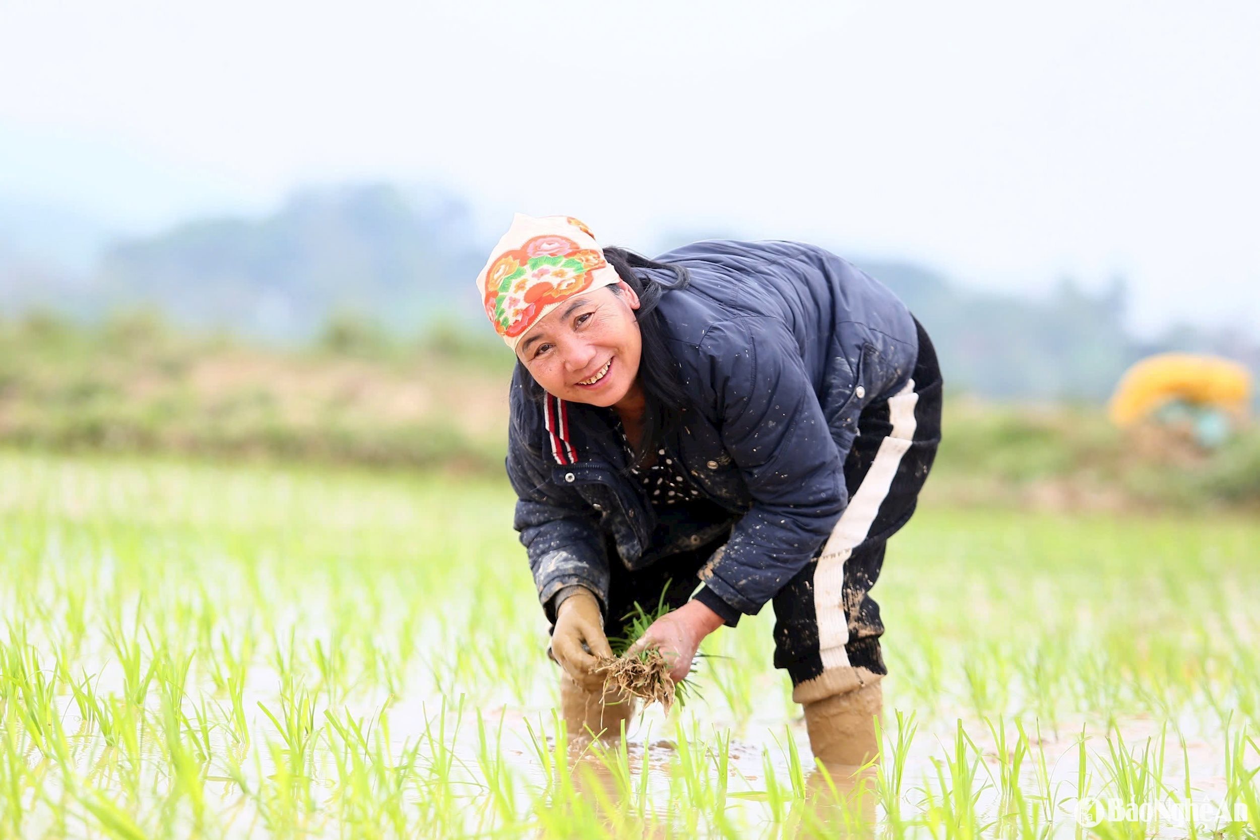 cấy 1. Ảnh- Phú Hương