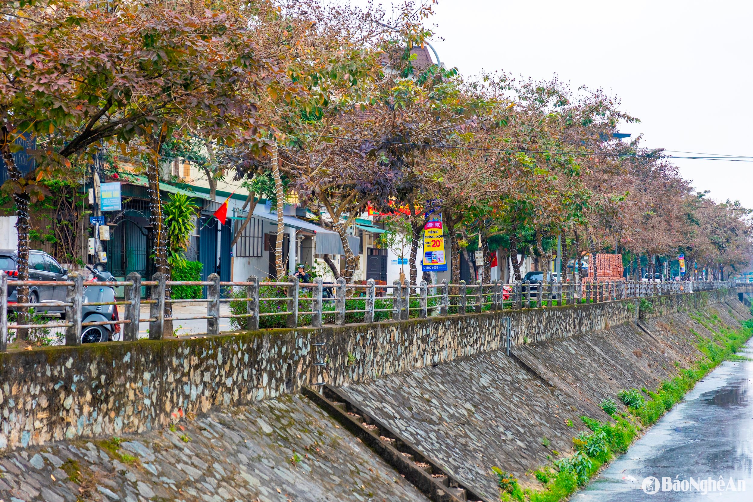  bằng lăng to 