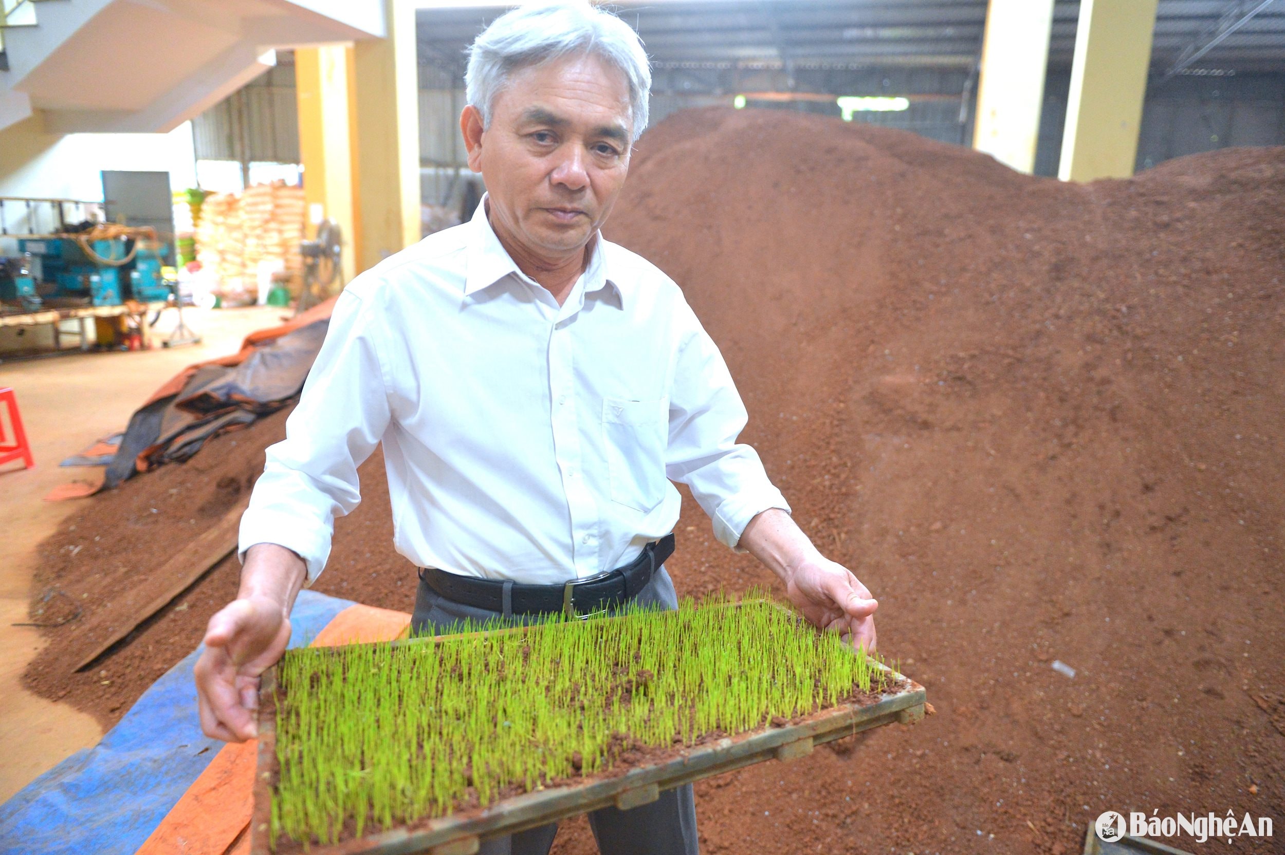 Ông Hồ Sĩ Quảng - Chủ tịch HĐQT kiêm Giám đốc HTX Nông nghiệp dịch vụ tổng hợp Thọ Thành kiểm tra thử nghiệm mạ khay.