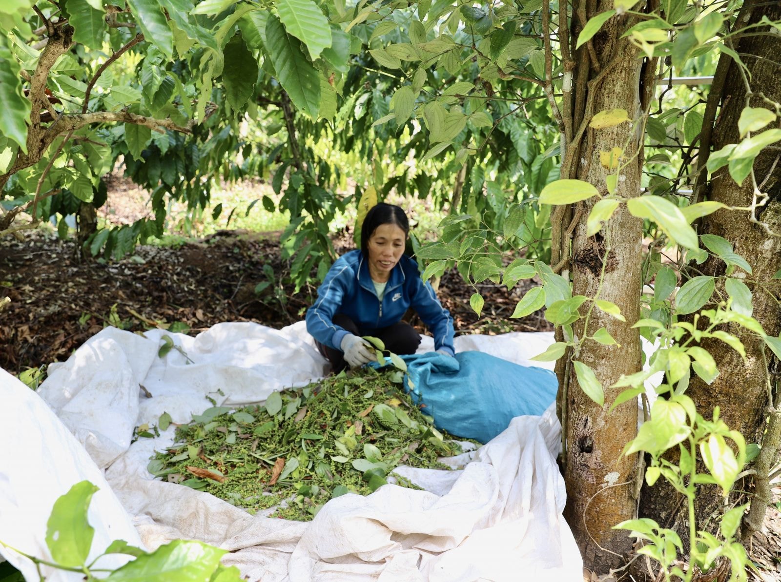 Giá tiêu hôm nay 14/2/2025: Tiếp tục giảm mạnh do nguồn cung mới bổ sung