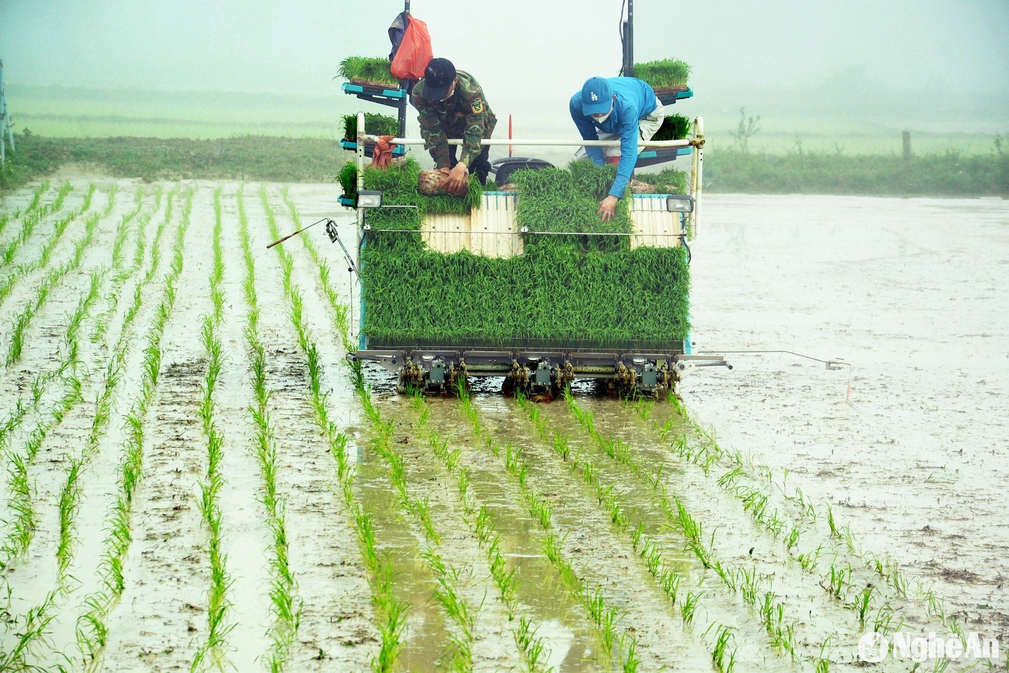 Cấy lúa bằng mạ khay trên máy không người lái của HTX Dịch vụ nông nghiệp xã Văn Thành (Yên Thành). Ảnh- Xuân Hoàng