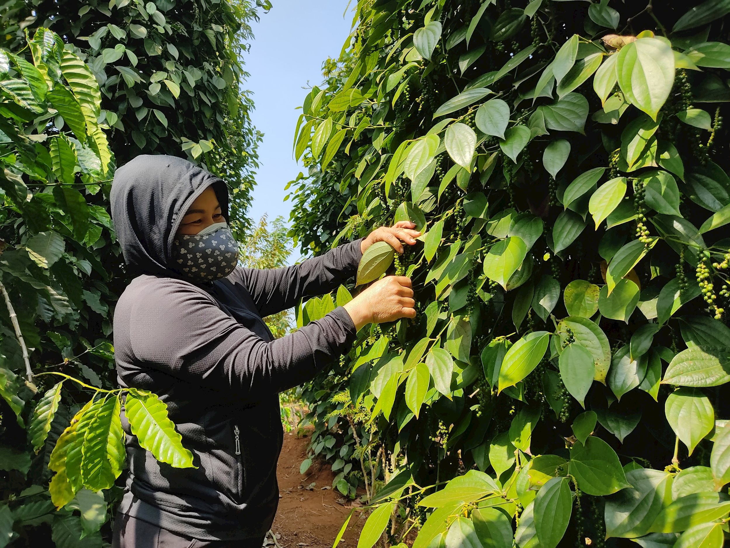 Giá tiêu hôm nay 19/2/2025: Giá tiêu Đắk Nông tăng 500 đồng/kg