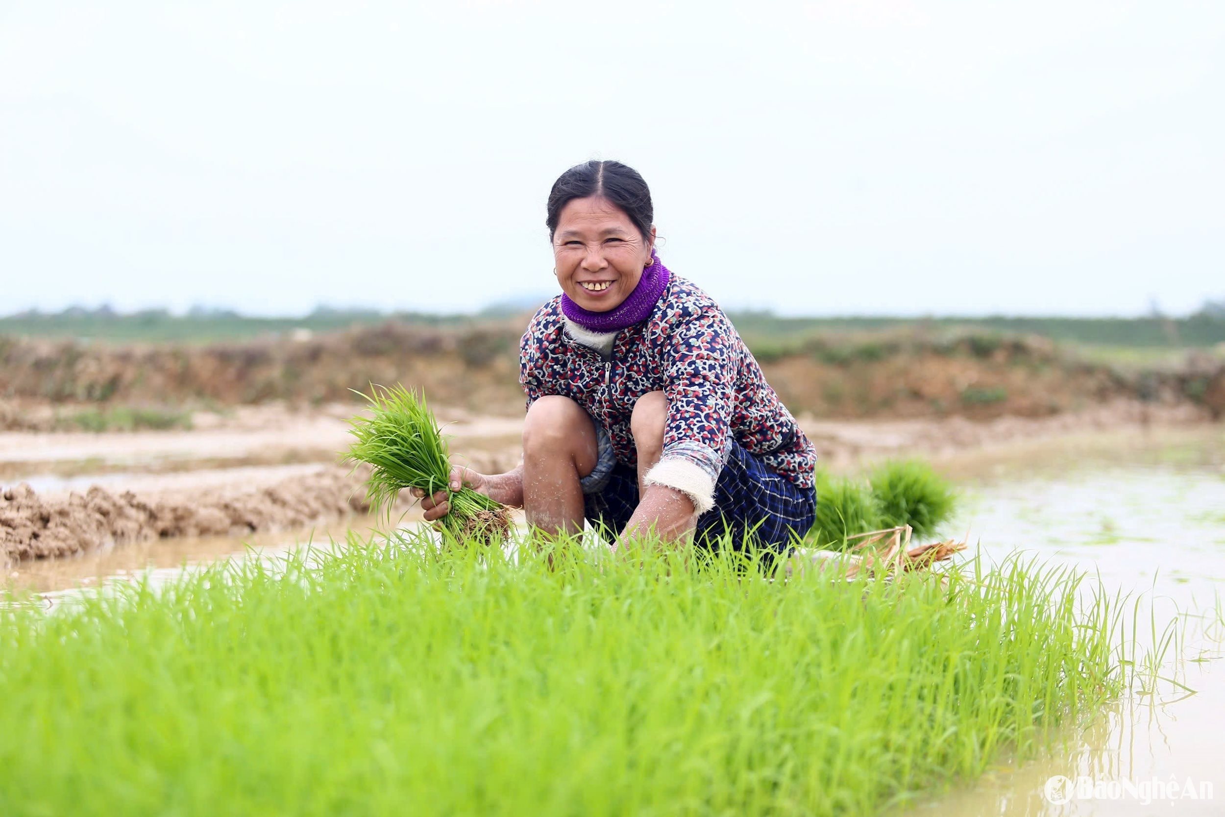  nhổ mạ cấy. Ảnh- Phú Hương