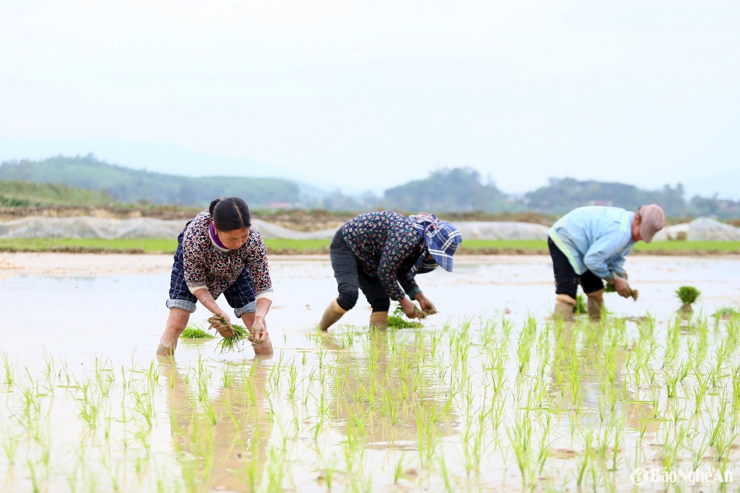 nông dân cấy lúa. Ảnh- Phú Hương