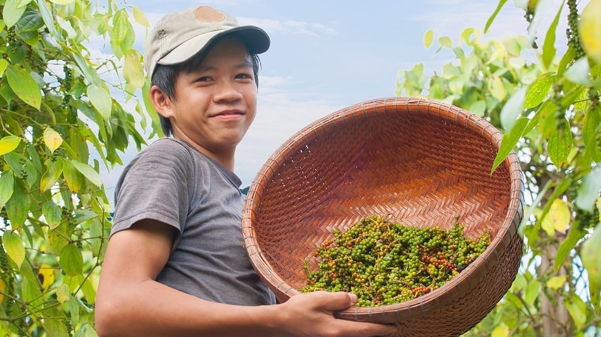 Giá tiêu hôm nay 20/2: Giá tiêu neo ở mức cao, đà tăng sẽ tiếp tục kéo dài