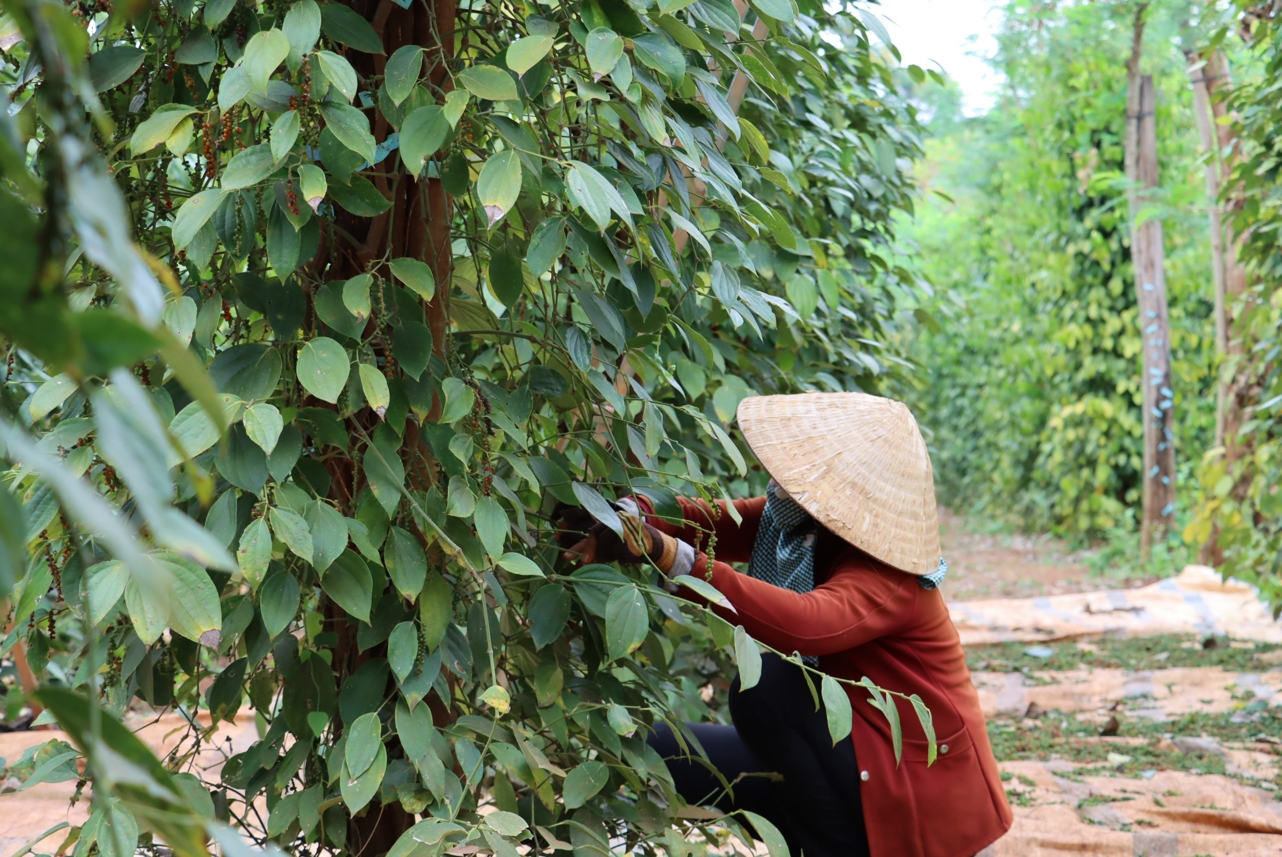 Giá tiêu hôm nay 21/2: Giá tiêu neo cao do bị thu mua tích trữ