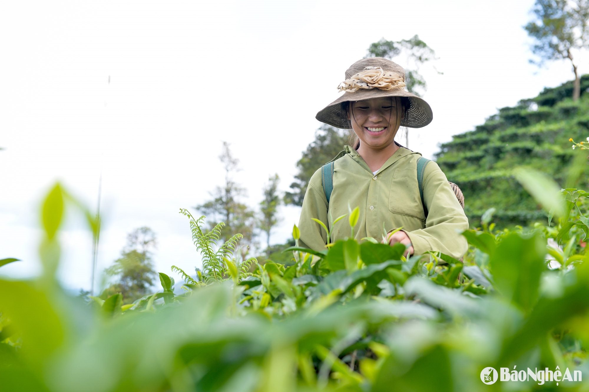 Chè Shan tuyết là sản phẩm OCOP chủ lực tại vùng cao Kỳ Sơn ảnh Thành Cường