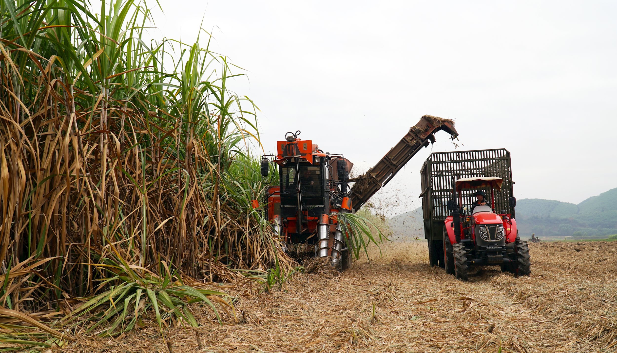 Thu hoạch mía vùng bãi xã Đỉnh Sơn (Anh Sơn). Ảnh: Phú Hương