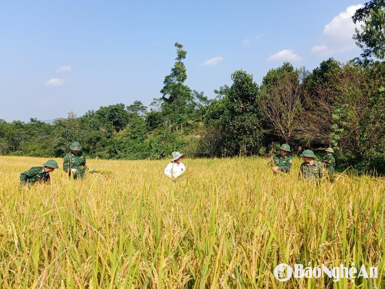 BĐBP nậm Càn giúp và chừ rùa bản nậm càn thu hoạch lúa hè thu