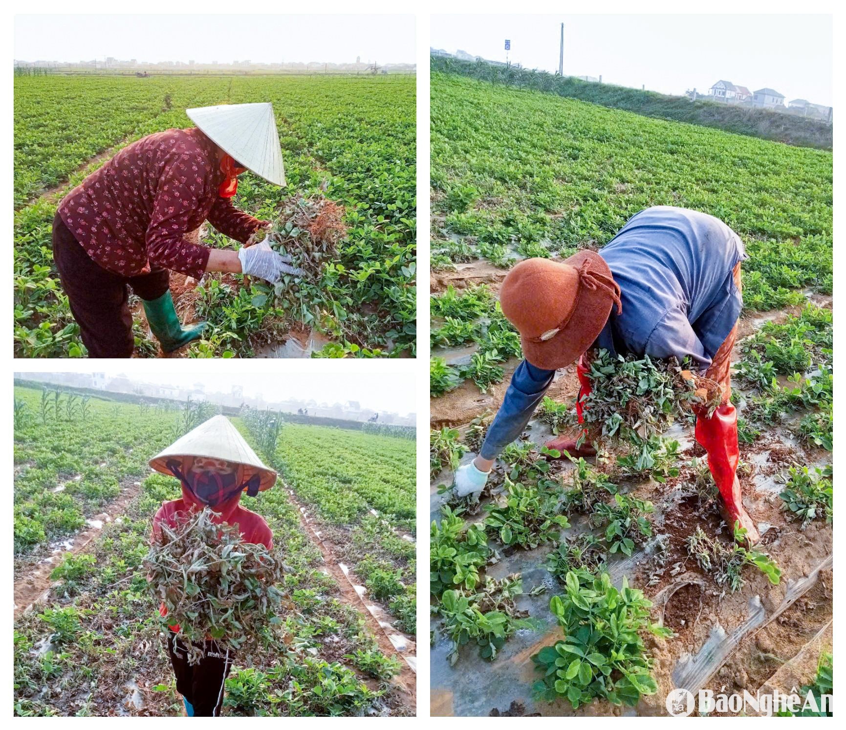 lạc héo rũ ảnh ghép