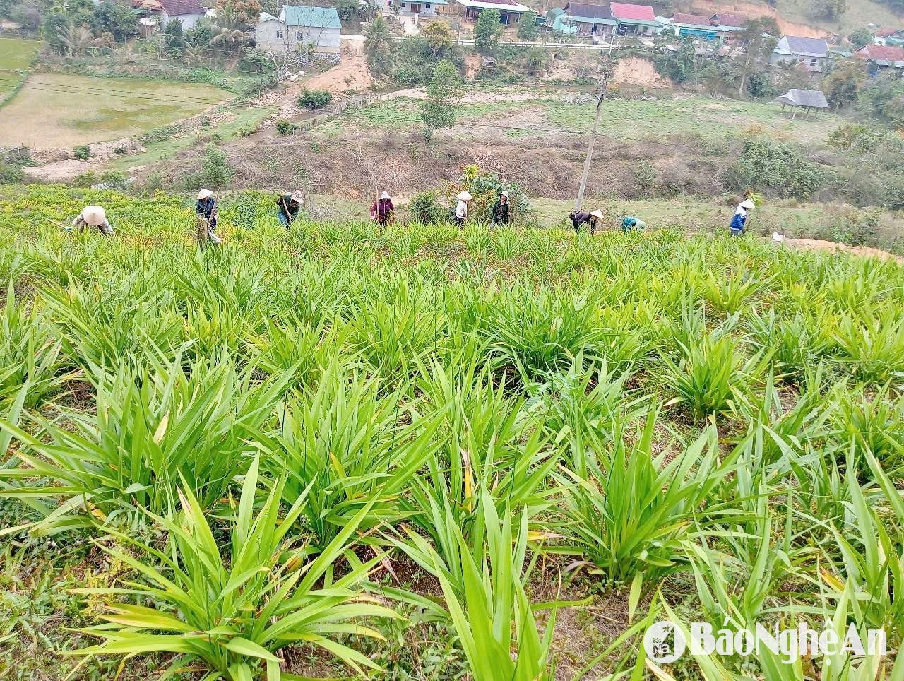 rễ hương Xiêng My.