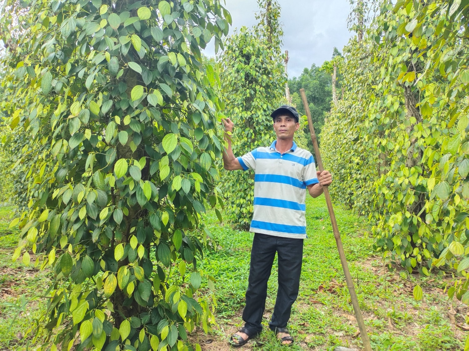 Giá tiêu hôm nay 10/3/2025: Tăng mạnh hàng loạt