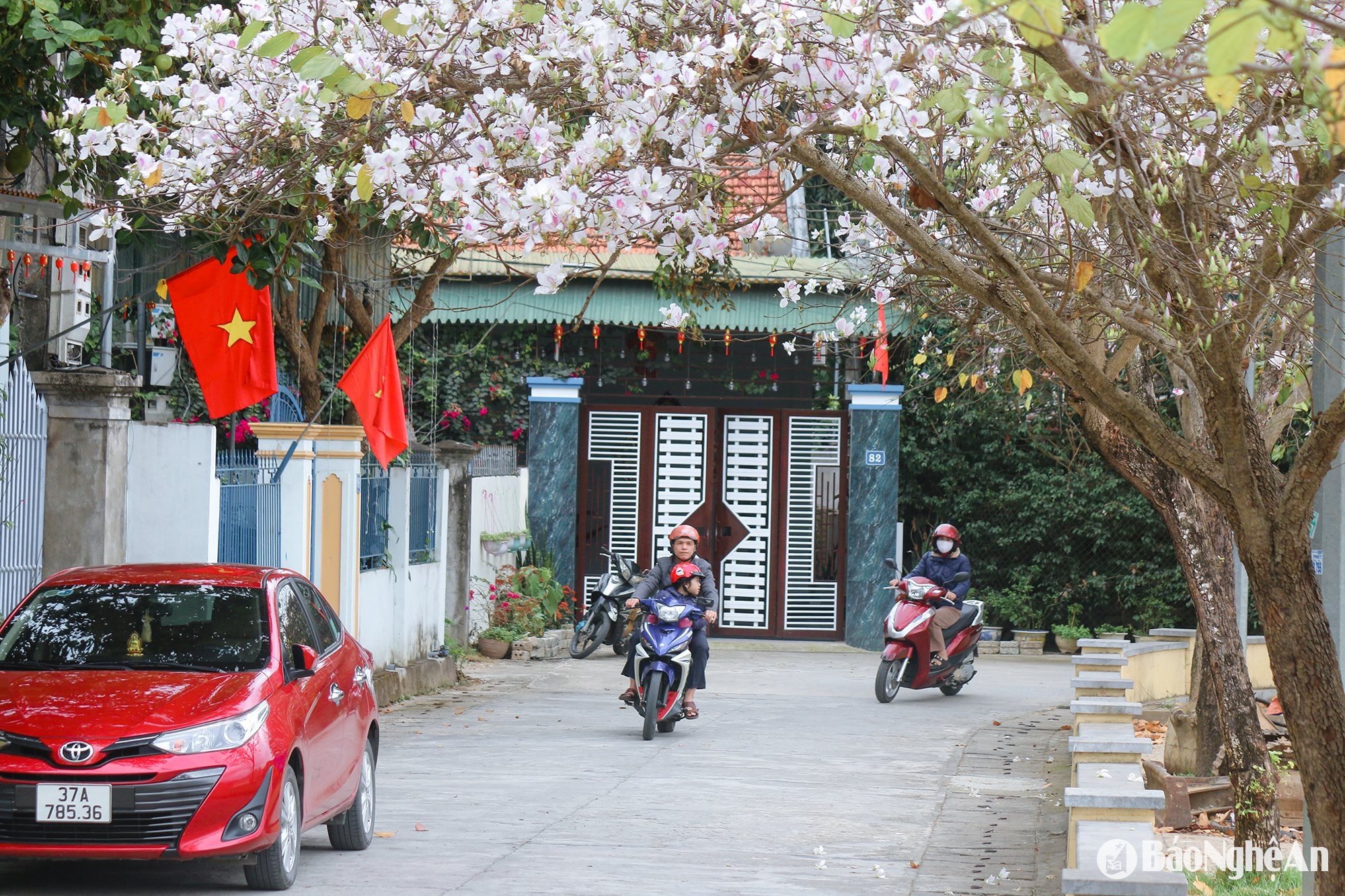 Hoa ban có nhiều màu sắc khác nhau như trắng, hồng và đỏ. Đây là loài hoa có thời gian nở khá dài, thường kéo dài đến hết tháng Ba và bắt đầu lụi tàn vào tháng Tư.