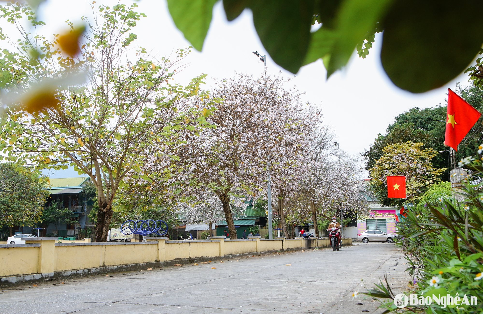 Những cây hoa ban bung nở tạo nên những cung đường đầy chất thơ, khiến ai đi qua cũng cảm thấy xao xuyến, bồi hồi.