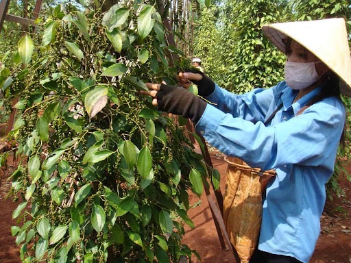 Giá tiêu hôm nay 12/3/2025: Giảm nhẹ tại Tây Nguyên