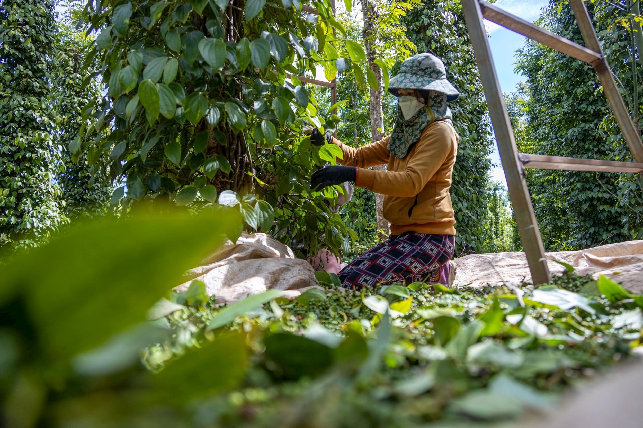 Giá tiêu hôm nay 13/3/2025: Tăng mạnh trở lại