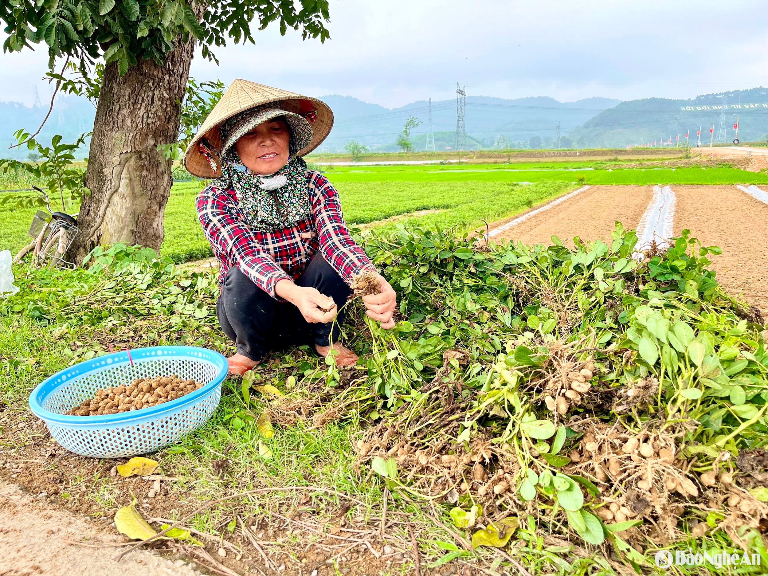  Bà con đưa lạc lên bán cho khách dọc dường nhưng rất ít khách mua. Ảnh- Phú Hương