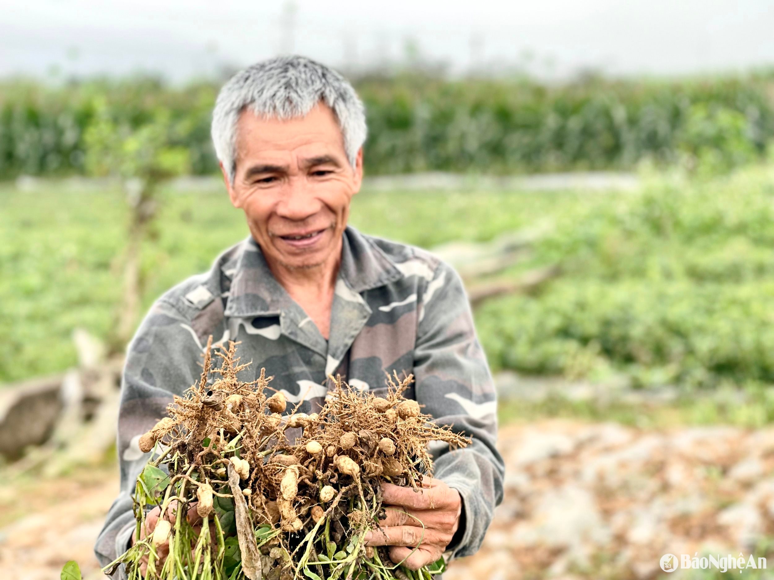  Năm nay do rét, lạc rất ít đậu củ chắc. Ảnh- Phú Hương