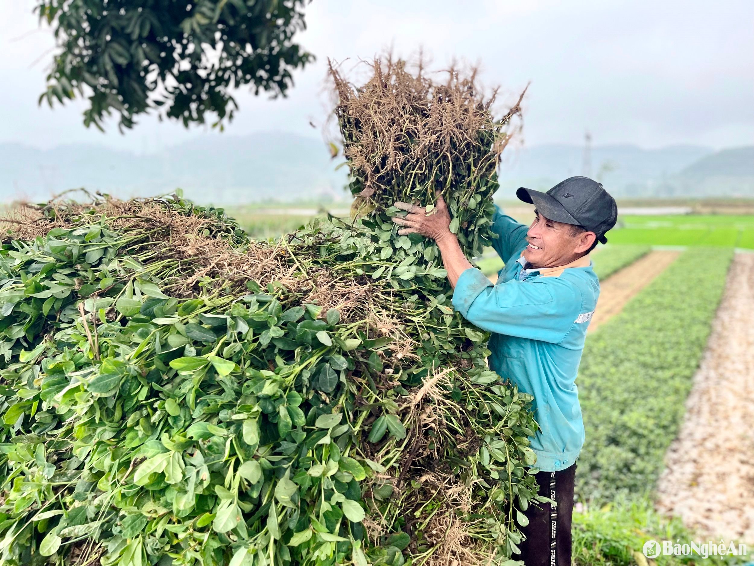  Nông dân thu hoạch lạc đông muộn xuân sớm. Ảh- Phú Hương