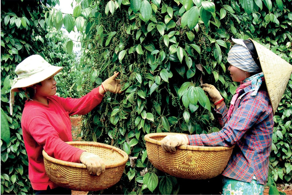 Giá tiêu hôm nay 19/3/2025: Nội địa tăng mạnh