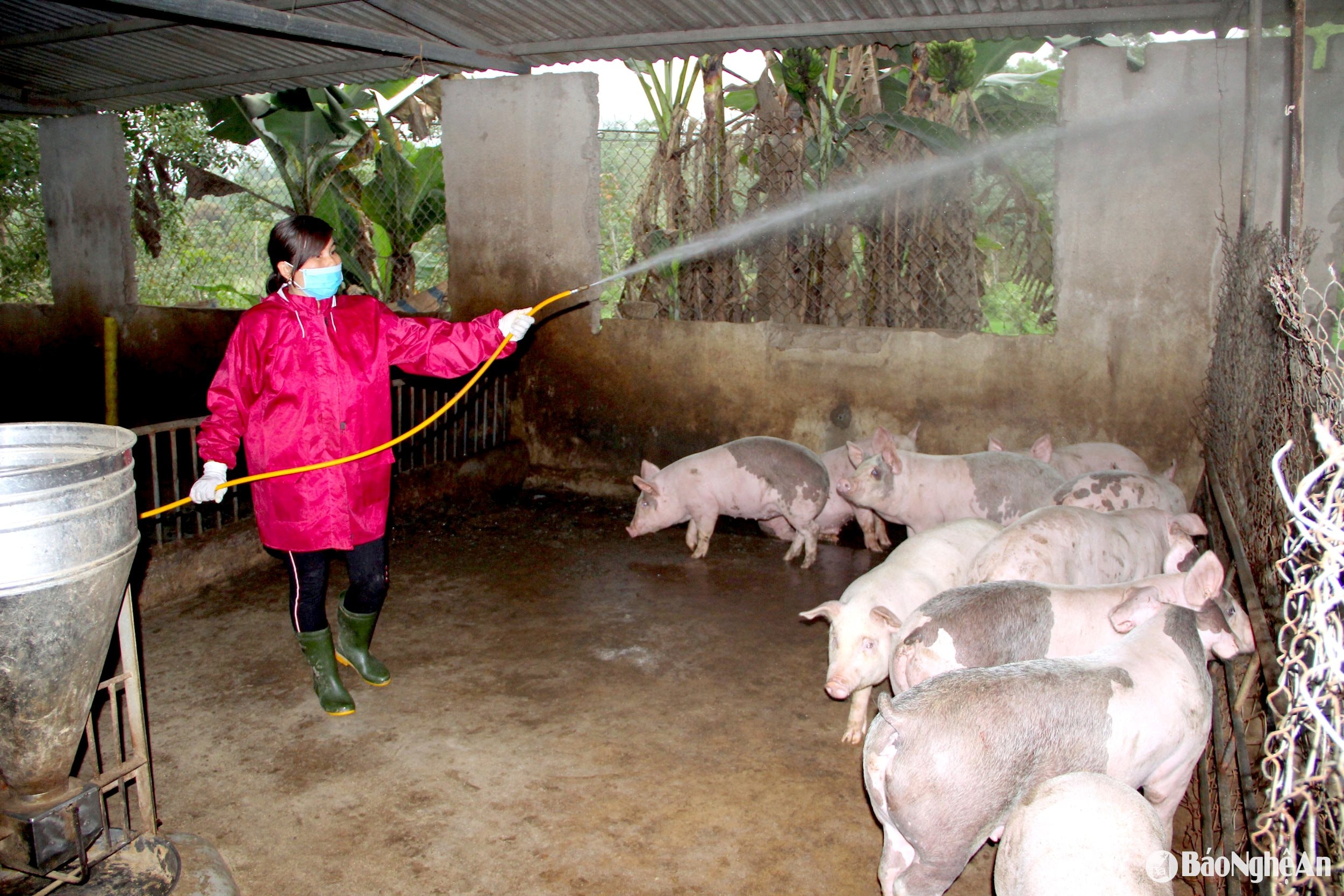 Người chăn nuôi cần thực hiện các giải pháp phòng bệnh dịch tả lợn châu Phi, trong đó có phun hoá chất khử trùng trong và ngoài khu vực chuồng trại