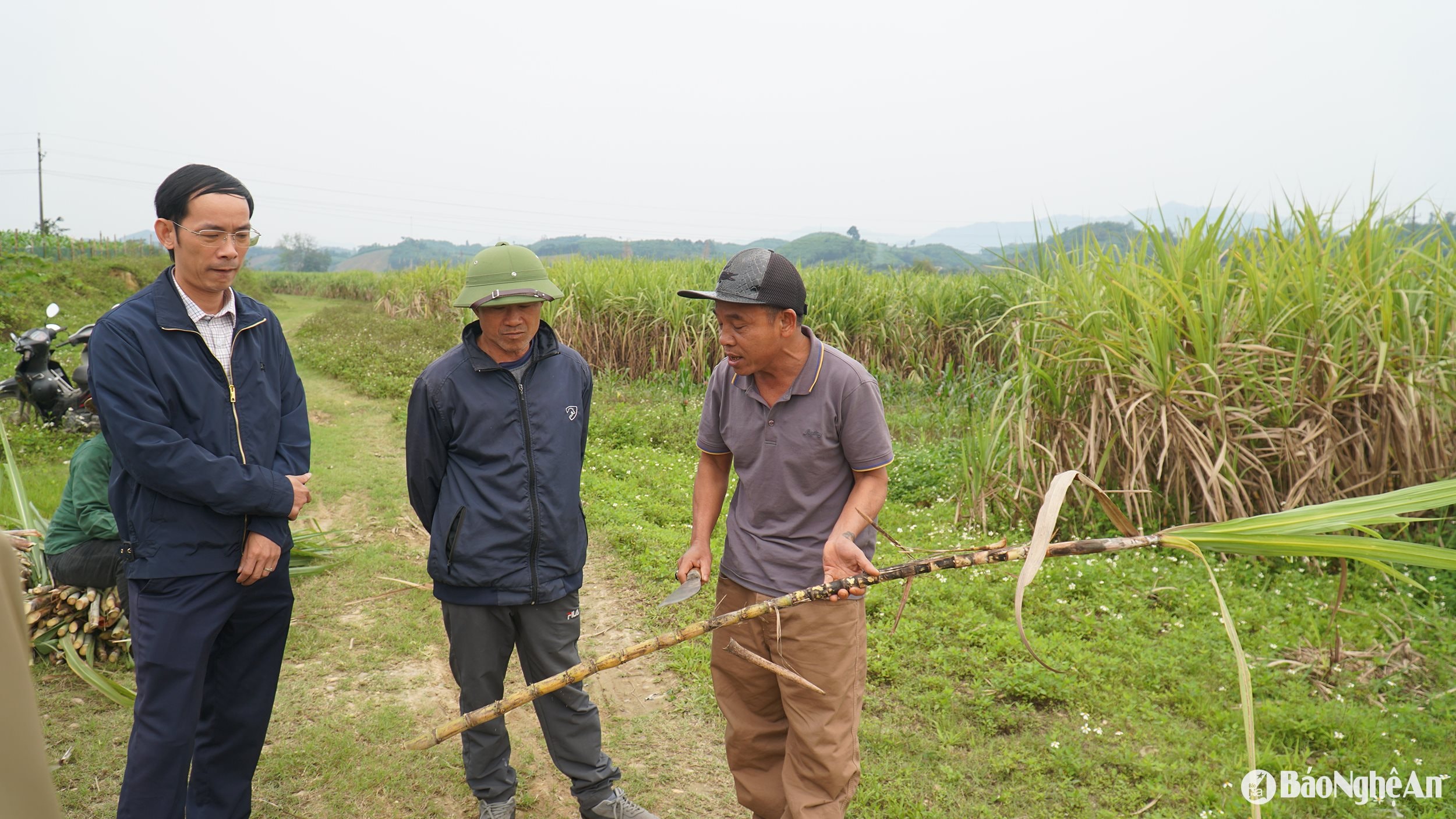  Nông dân bức xúc cho rằng mía để đứng gốc lâu sẽ bị xốp cây, giảm năng suất. Ảnh- Phú Hương