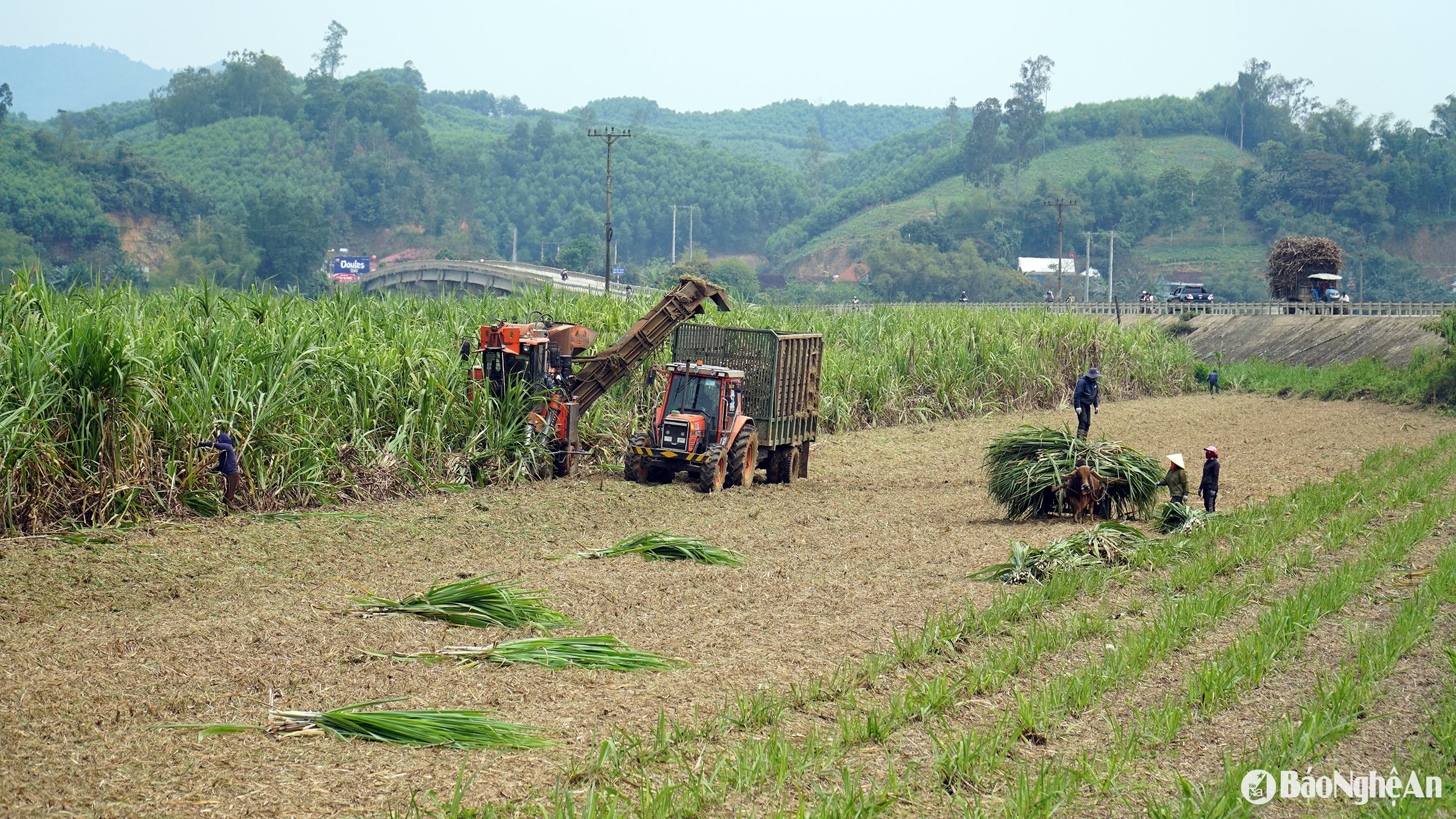  Thu hoạch mía tại vùng nguyên liệu của Công ty cổ phần mía đường Sông Lam. Ảnh- Phú Hương