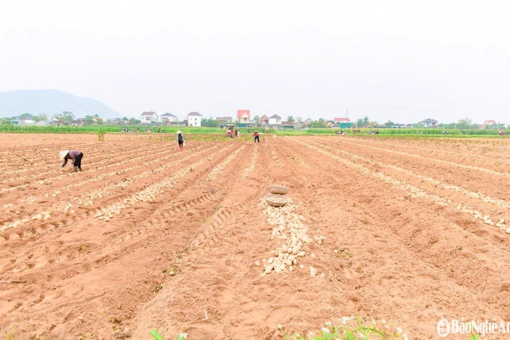 bna_canh-dong-khoai-3f45689598e47ea064aa71365a788f5e(1).jpg