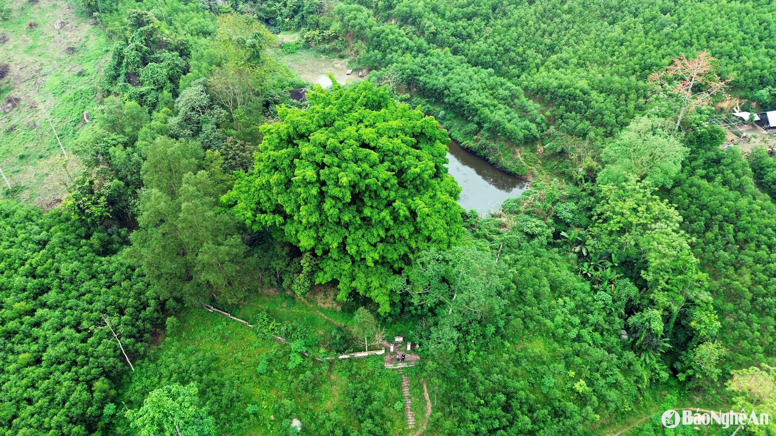 Xung quanh cây sanh nghìn tuổi này có một số hồ nước nhỏ. Ảnh: Xuân Hoàng