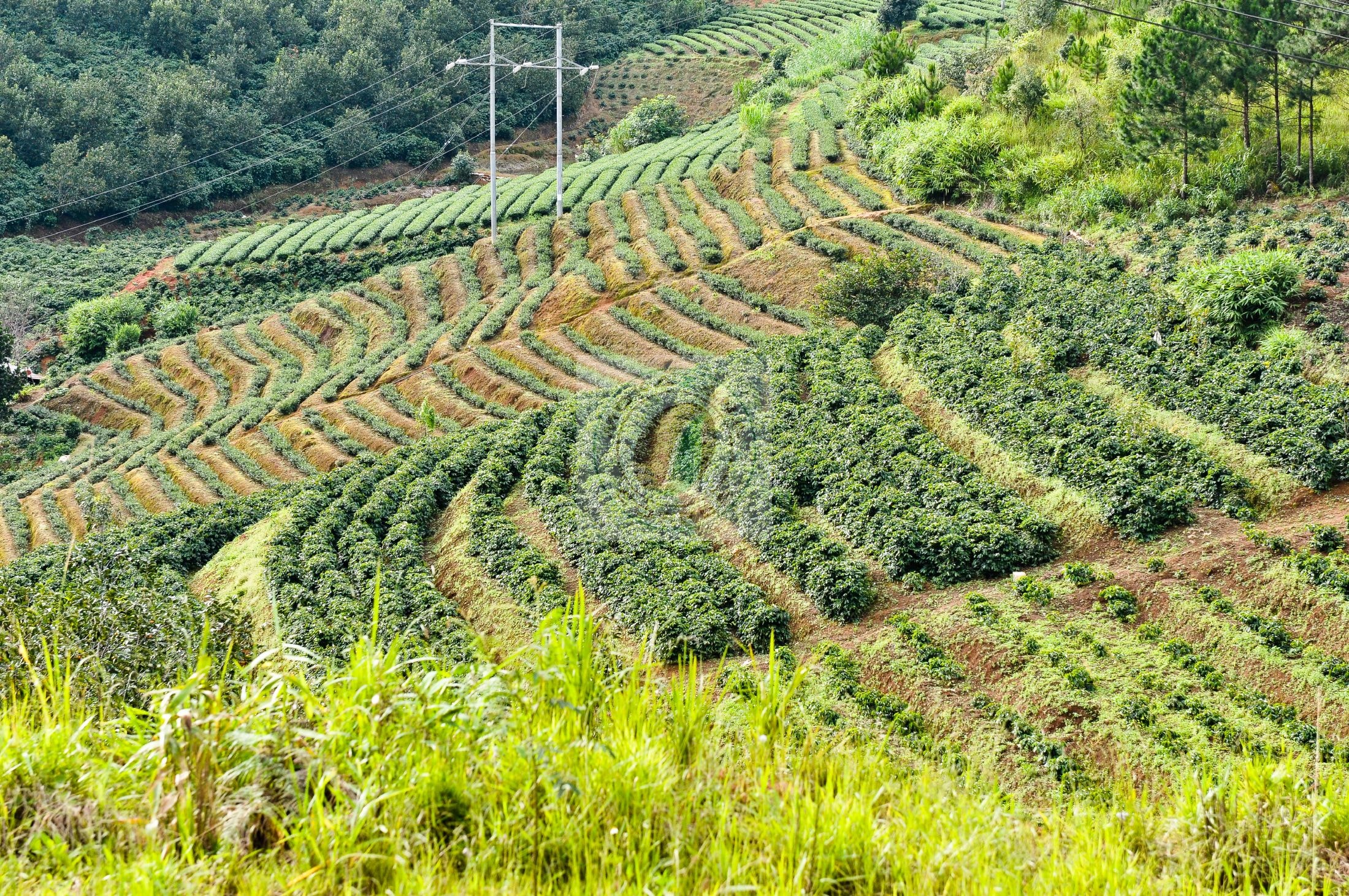 Giá cà phê hôm nay 15/4/2025: Tiếp tục tăng mạnh