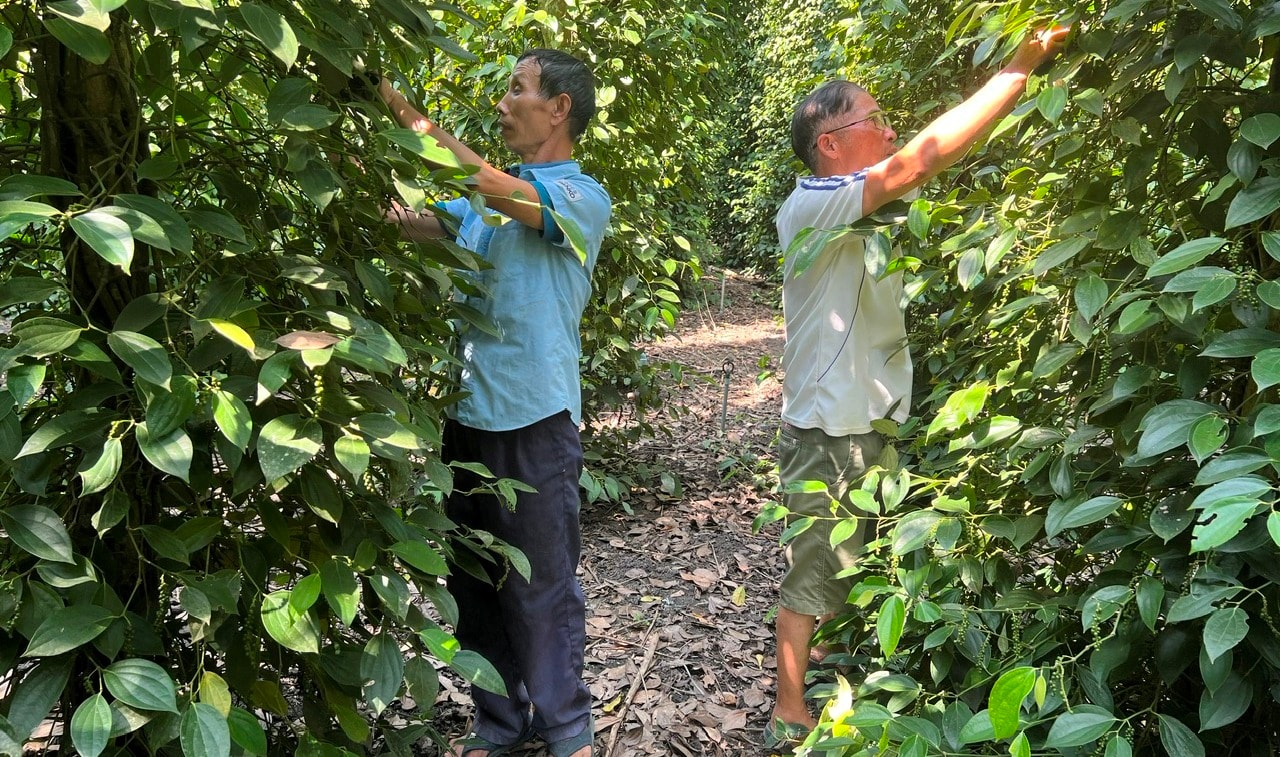 Giá tiêu hôm nay 24/4/2025: Diễn biến ổn định