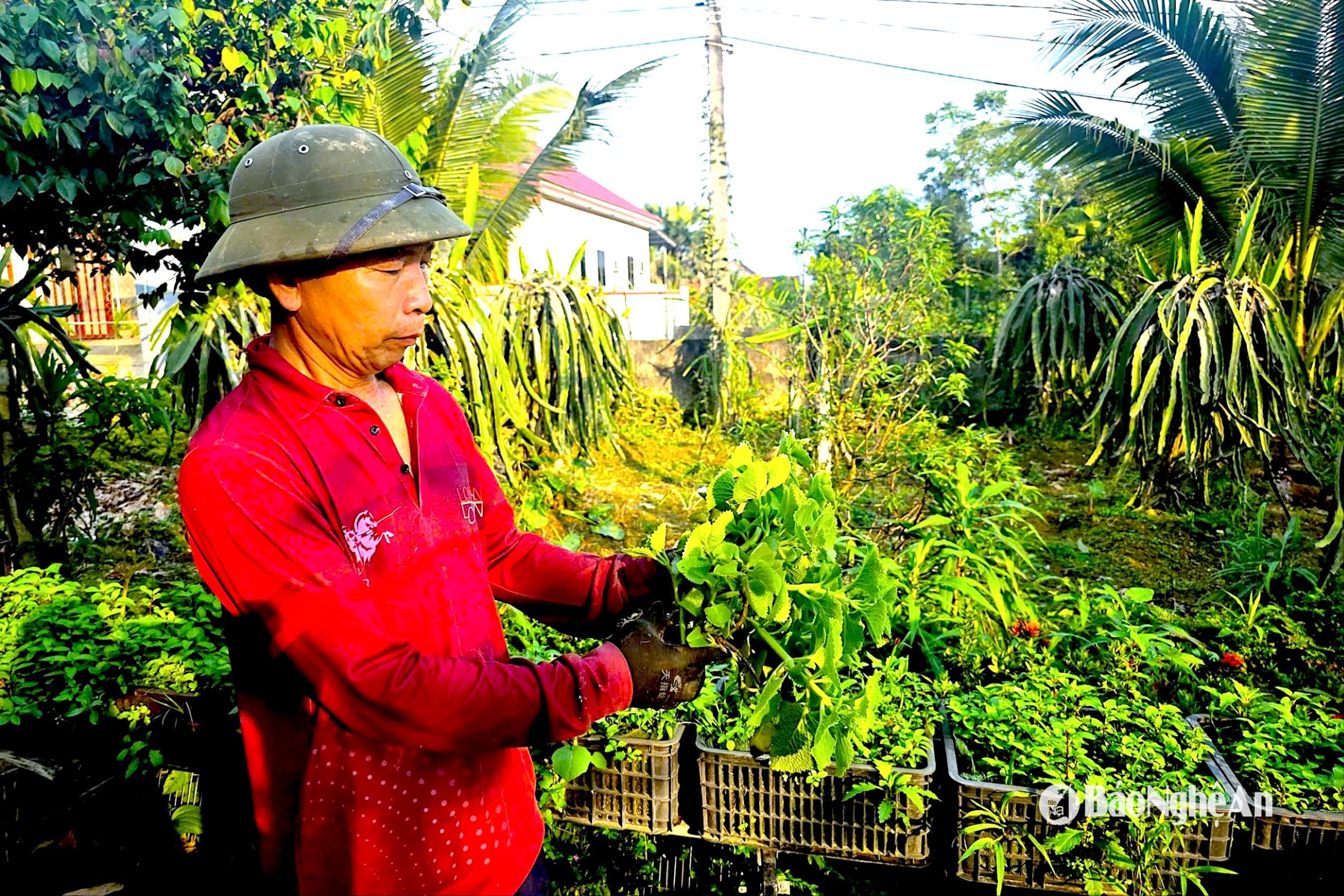 ong-nhan-trong-thao-duoc-va-rau-gia-vi.jpg