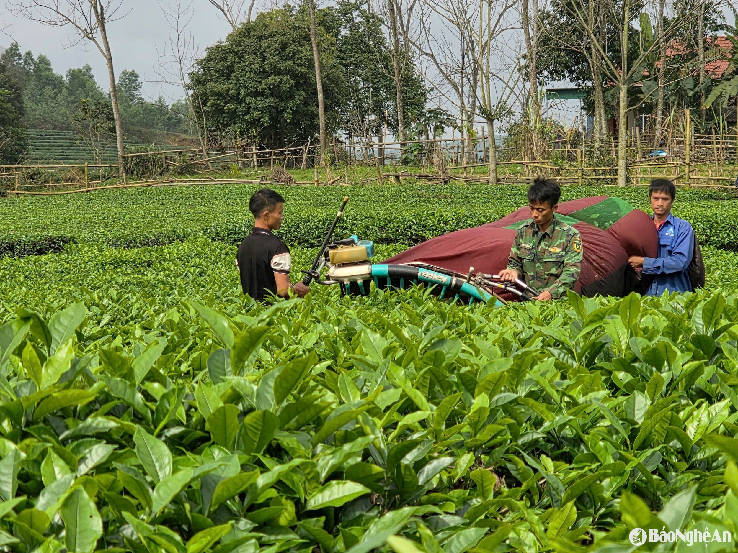 Gia đình anh Nguyễn văn Thơ xã Thanh Thịnh Thanh Chương thu hoạch chè xuân 2025
