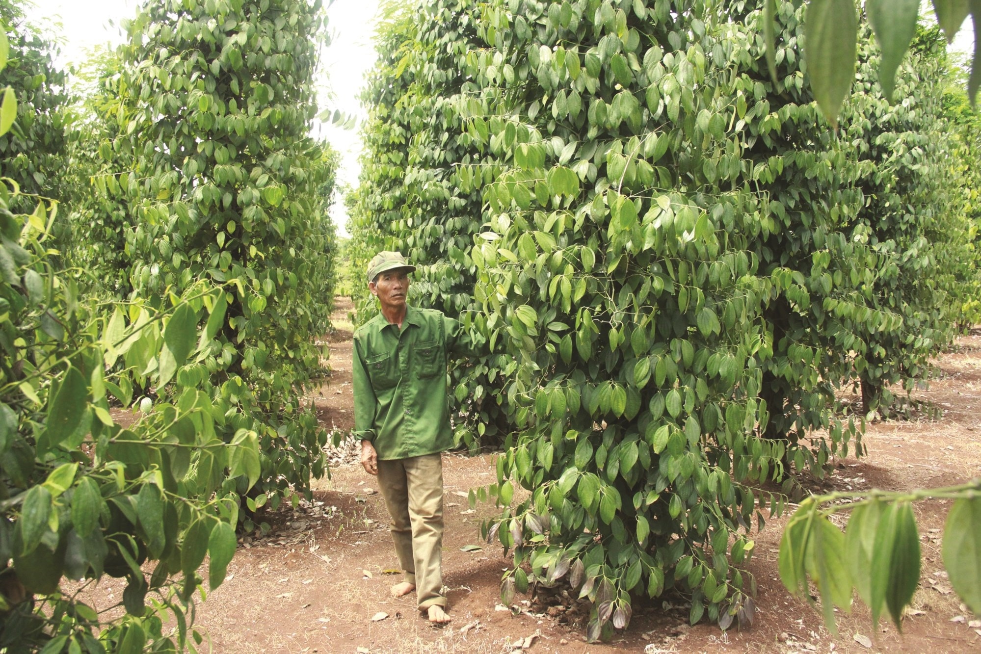 Giá tiêu hôm nay 26/4/2025: Lại dừng đà tăng