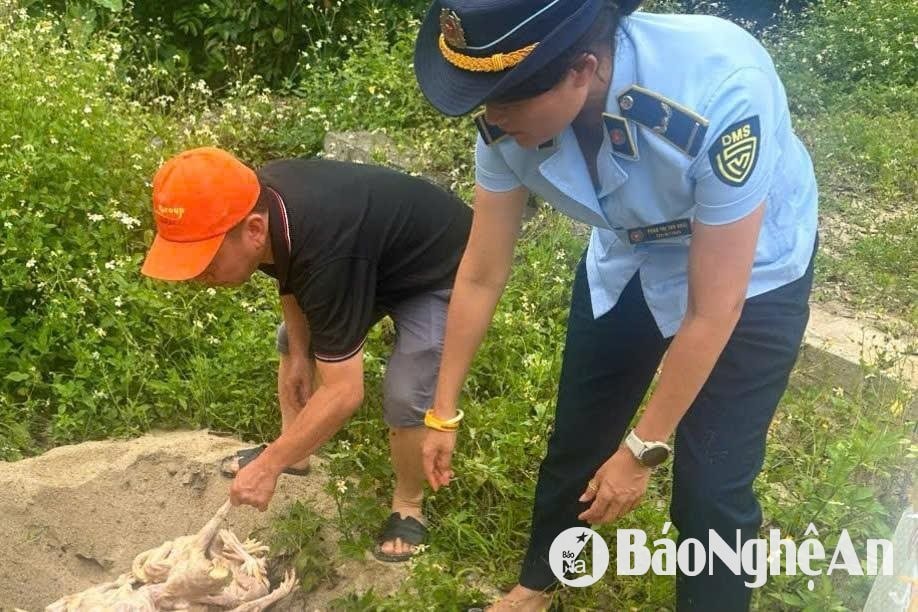 Lực lượng Quản lý thị trường Nghệ An tiến hành tiêu hủy số lượng gà không rõ nguồn gốc. Ảnh: PV