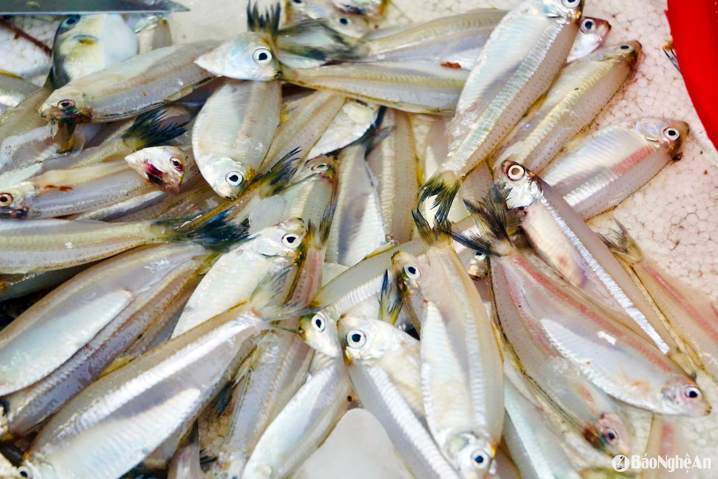 Đặc sản cá mai. Ảnh- Phú Hương