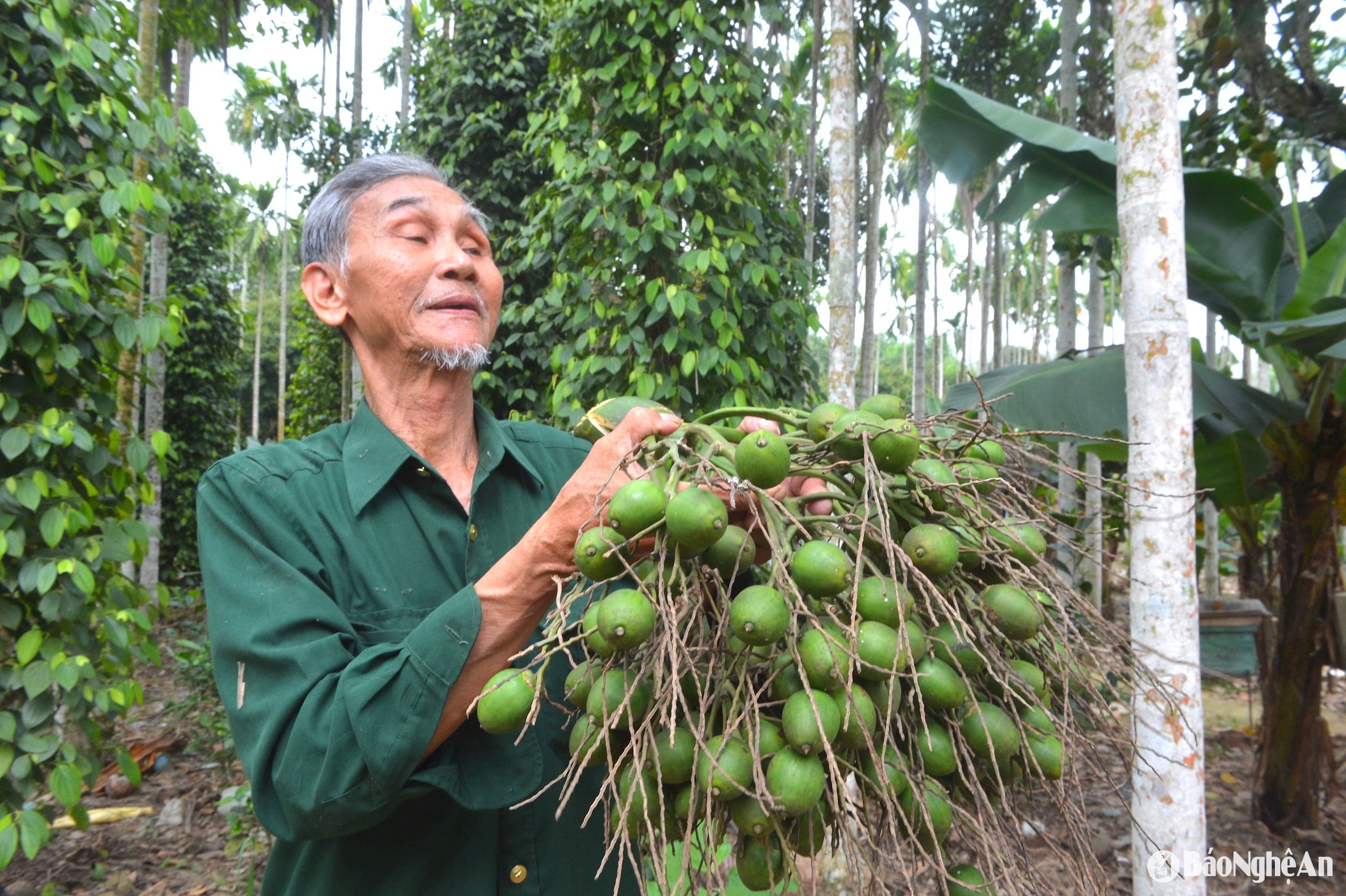 van truong 456