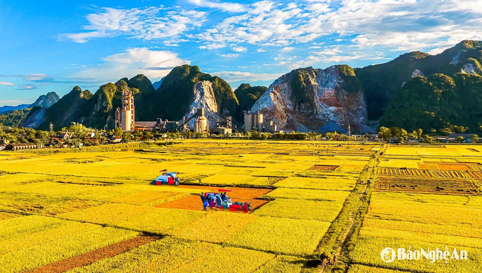 Mùa vàng trên cánh đồng lúa ở xã Hội Sơn, huyện Anh Sơn. Ảnh: Quang Dũng