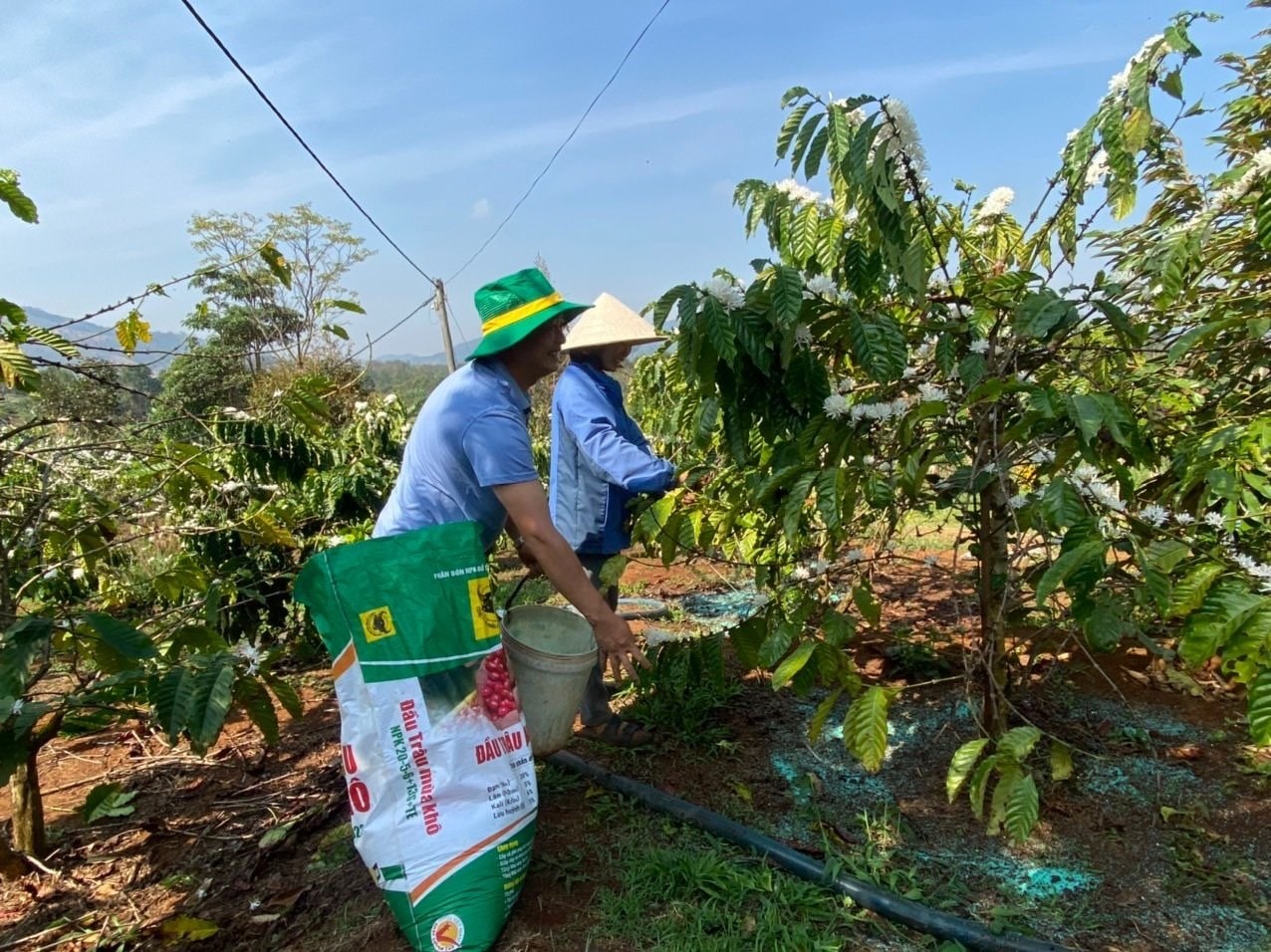 Giá cà phê hôm nay 4/5/2025: Tăng mạnh trở lại