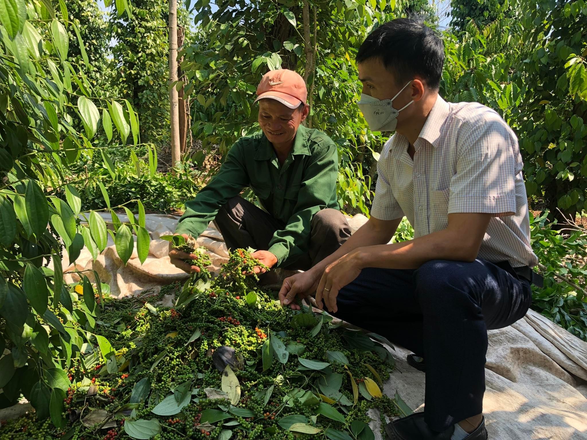 Giá tiêu hôm nay 5/5/2025: Tăng giảm trái chiều