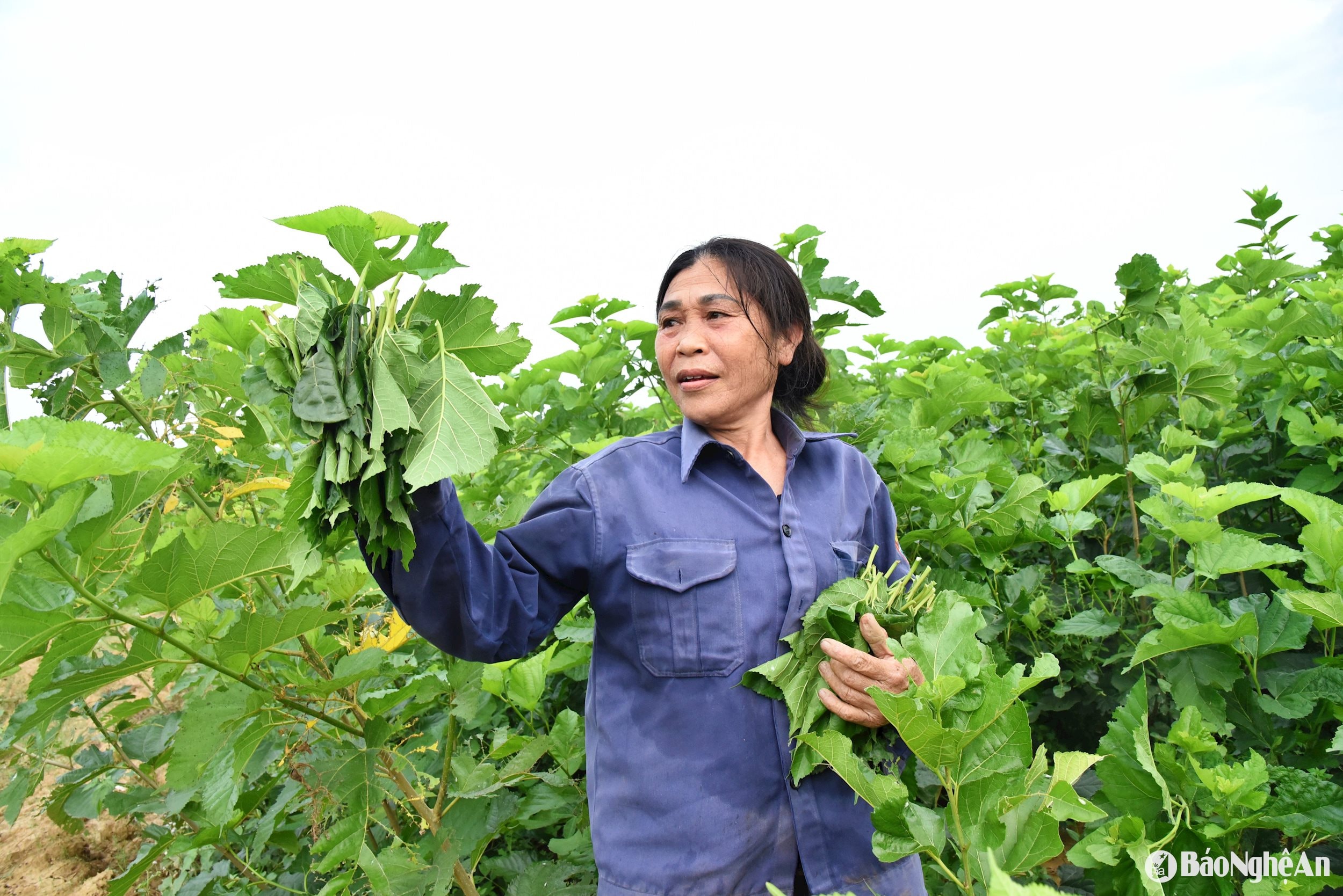 ពូជផ្លែស្ត្របឺរីថ្មី។