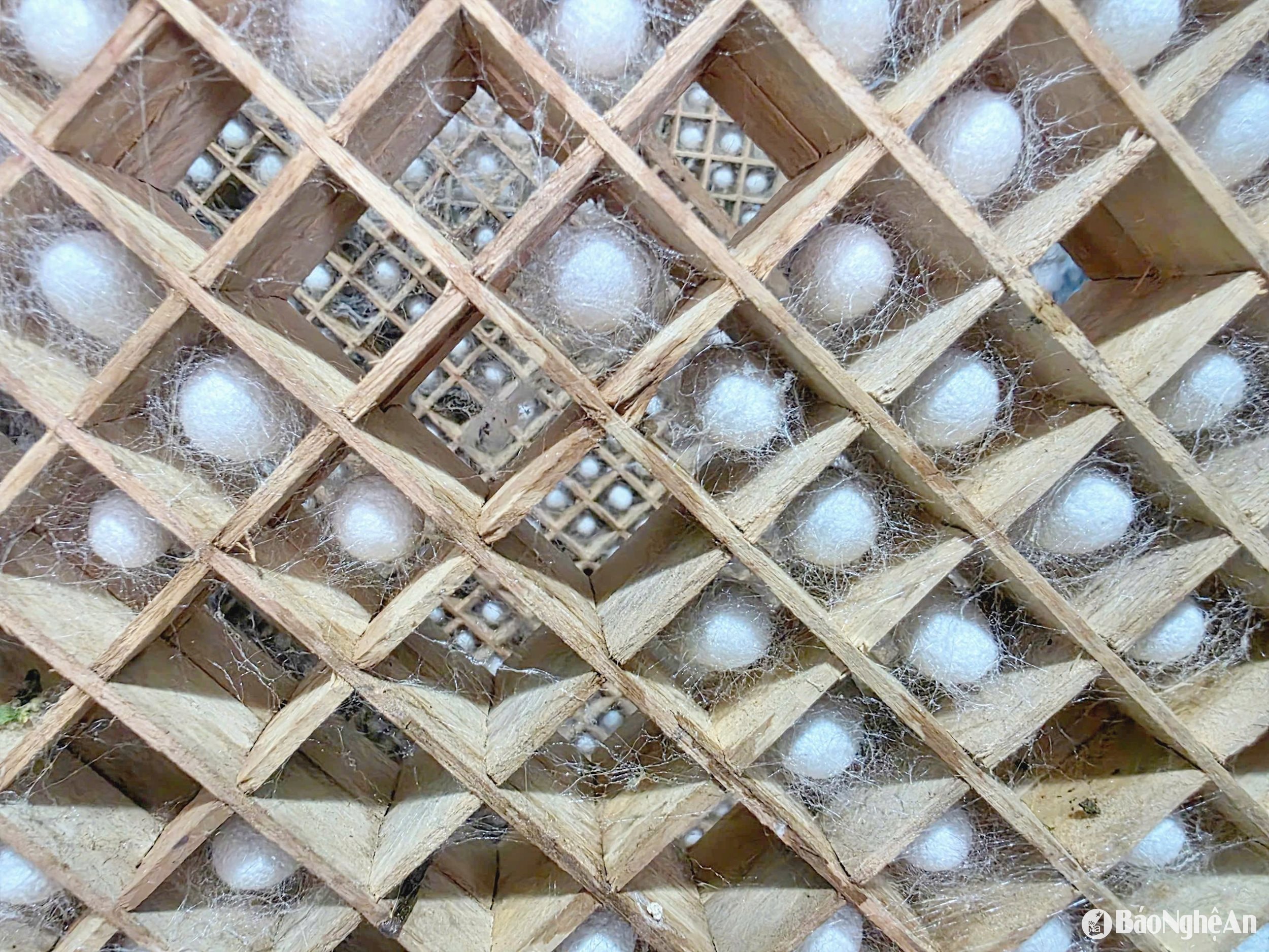 ដង្កូវនាងដូង