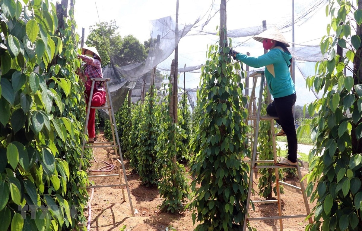 Giá tiêu hôm nay 8/5: Tiếp tục giảm nhẹ